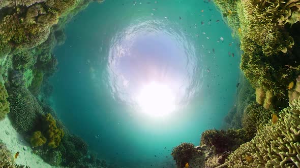 The Underwater World of a Coral Reef