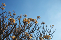 plumeria flower and tree with blue sky - PhotoDune Item for Sale