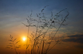 Grass with sky in the sunset - PhotoDune Item for Sale