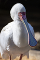 African spoonbill in sunlight on blurry background - PhotoDune Item for Sale
