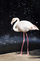 Single flamingo near the water in sunlight - PhotoDune Item for Sale