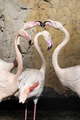 Group of four flamingos near the rock - PhotoDune Item for Sale