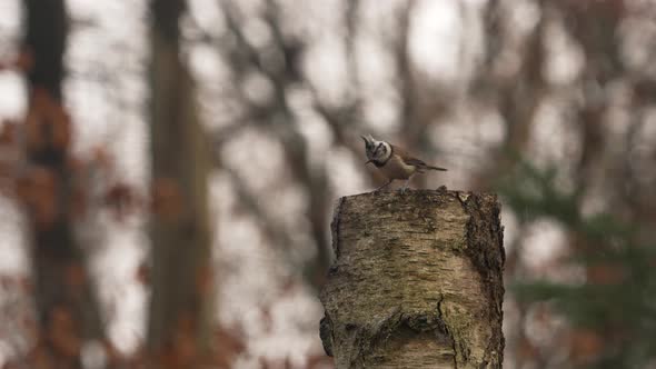 Small Crested tit look down towards ground from tree stub and fly out of frame