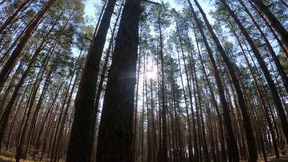 Inside a Pine Forest By Day Slow Motion