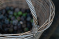 Macadamia Nuts - PhotoDune Item for Sale