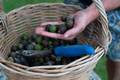 Macadamia Nuts - PhotoDune Item for Sale