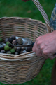 Macadamia Nuts - PhotoDune Item for Sale