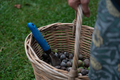Macadamia Nuts - PhotoDune Item for Sale