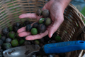 Macadamia Nuts - PhotoDune Item for Sale
