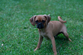 pug pugalier puppy - PhotoDune Item for Sale