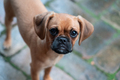 pug pugalier puppy - PhotoDune Item for Sale