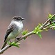 Early Spring Birds