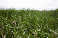 Grass - PhotoDune Item for Sale
