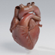Real Heart - 3DOcean Item for Sale