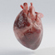 Heart (Real Human Model) - 3DOcean Item for Sale