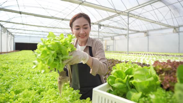 4K Asian couple gardener harvesting fresh hydroponic vegetable  in greenhouse garden.