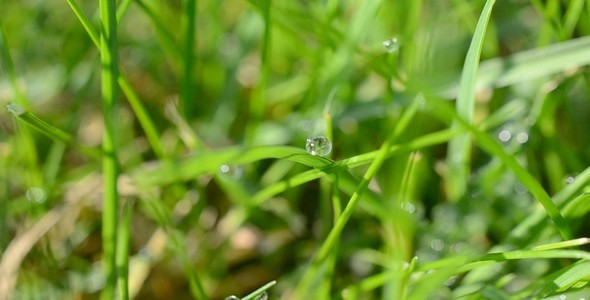 Dew On Grass 2