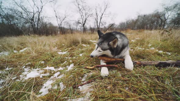 Funny Husky Dog with Different Eyes Gnaws and Plays a Stick on the Snowy Grass