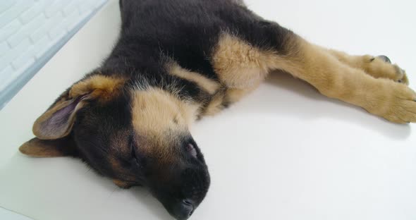 Nice Dog Sleeping on White Table in Modern Clinic