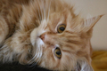 Fluffy cat - PhotoDune Item for Sale