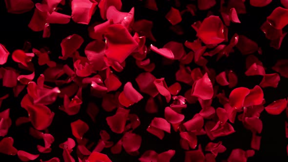 Super Slow Motion Shot of Flying Red Rose Petals Towards Camera Isolated on Black at 1000 Fps
