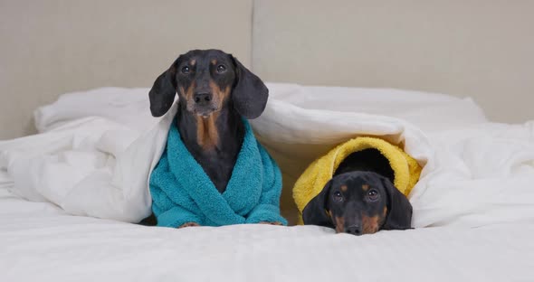 Dachshund Dogs in Terry Bathrobes Sit Under Blanket on Bed