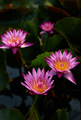 Close-up view of the pink water lilies  - PhotoDune Item for Sale