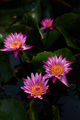 Close-up view of the pink water lilies  - PhotoDune Item for Sale