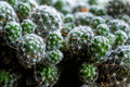 Mammillaria or pincushion cactus. Deset plant, close-up photo. - PhotoDune Item for Sale