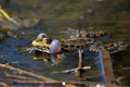 Pelophylax lessonae or Lake or Pool Frog.Frog in the pond. - PhotoDune Item for Sale