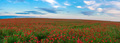 Beautiful field with red poppies, panoramic photo - PhotoDune Item for Sale