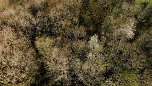 Top view of the Tree's in the Farm