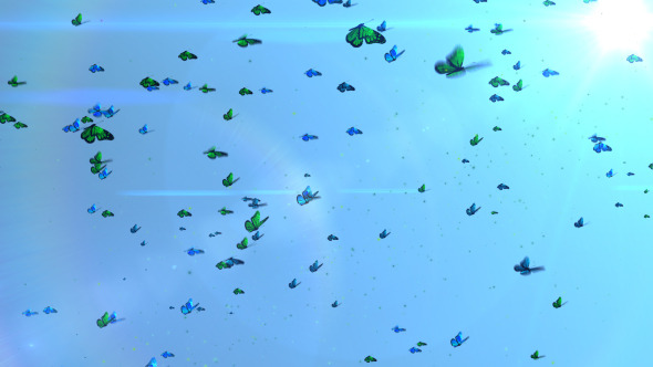 Butterfly Paradise Loop