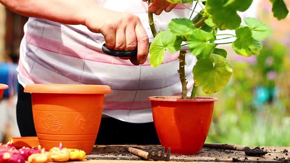 Elderly Woman of Caucasian Ethnicity in Light Home Clothes Cuts Indoor Plant for Transplanting Into