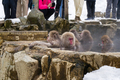 Tourists watching and taking photos of the snow monkeys - PhotoDune Item for Sale