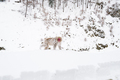 Snow monkey in the snow - PhotoDune Item for Sale
