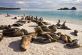 Galapagos Sea Lions - Espanola - Galapagos Islands - PhotoDune Item for Sale