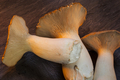 King Oyster Mushrooms - PhotoDune Item for Sale