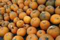 Large group of pumpkins - PhotoDune Item for Sale