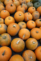 Crop of Pumpkins  - PhotoDune Item for Sale