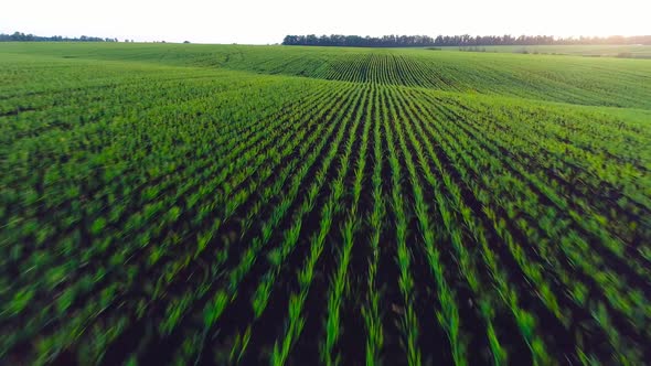 Aerial Video of an Agricultural Field with Wheat