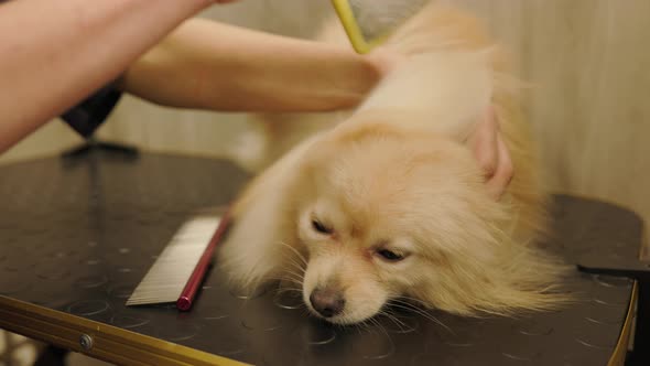 Happy cute white Pomeranian Dog getting groomed at salon. Professional cares for a dog