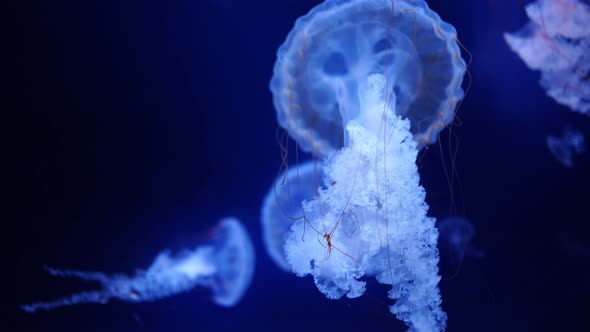 Beautiful Jellyfish in the Neon Light in Aquarium Nature Background