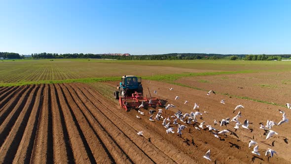 Agricultural Work on a Tractor Farmer Sows Grain. Hungry Birds Are Flying Behind the Tractor