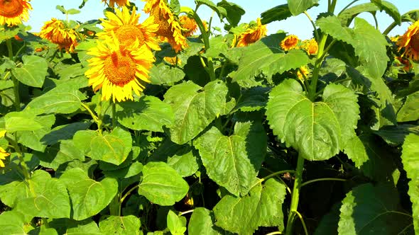 Agricultural field of sunflowers