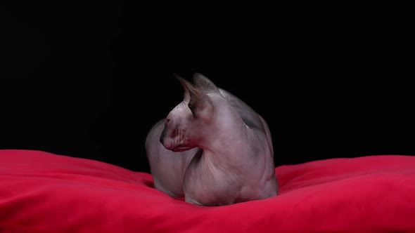Canadian Sphynx in the Studio on a Black Background