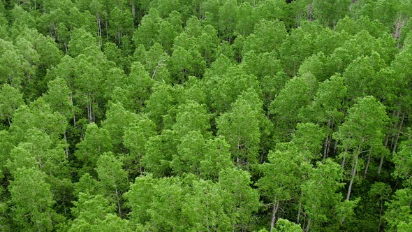 Aerial panning view of aspen tree forest.