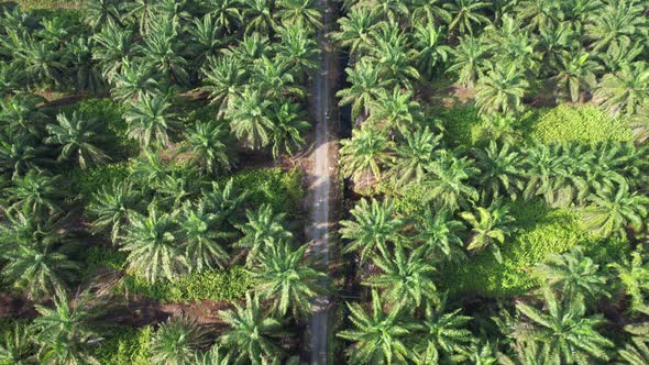 Aerial View of The Palm Oil Estates