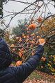 Boy reaching to pick fresh persimmon fruit from an autumn tree - PhotoDune Item for Sale