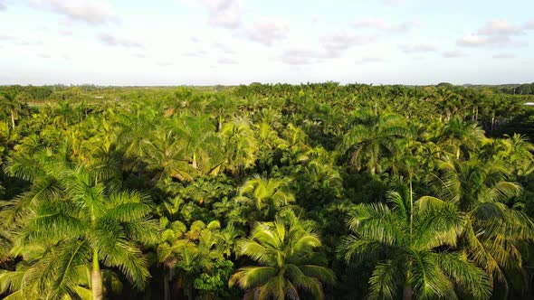 Aerial view of palm threes in Southern Florida